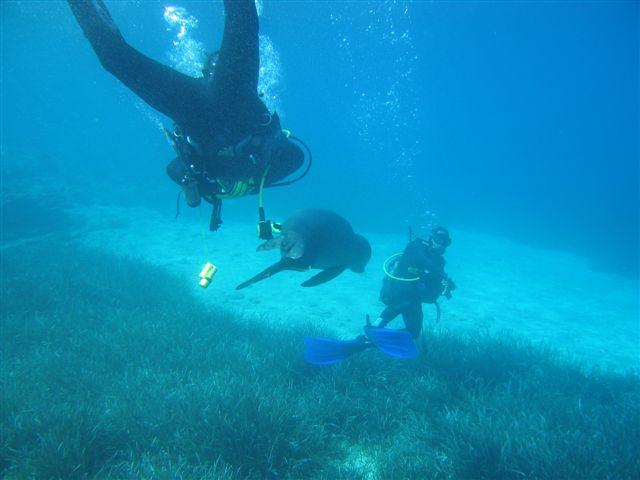 erman dive